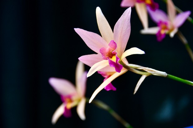 Orchid Hobbyists of Delmarva