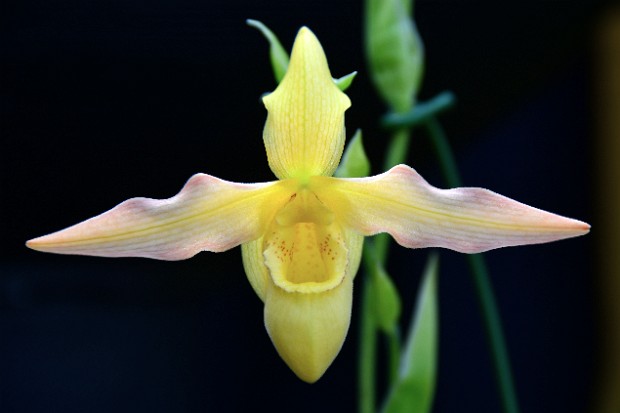 Slipper Orchid Alliance