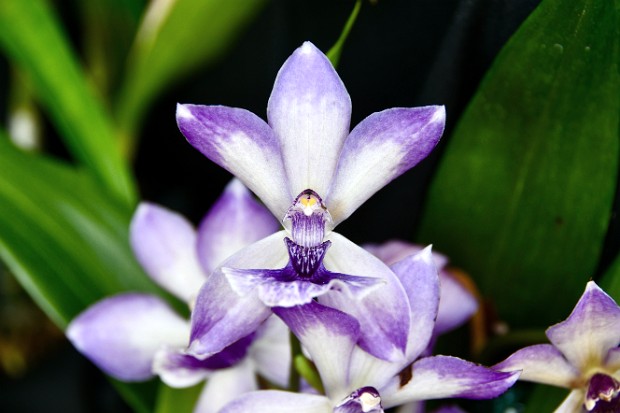 Southeastern Pennsylvania Orchid Society