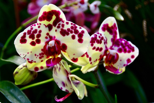 Susquehanna Orchid Society