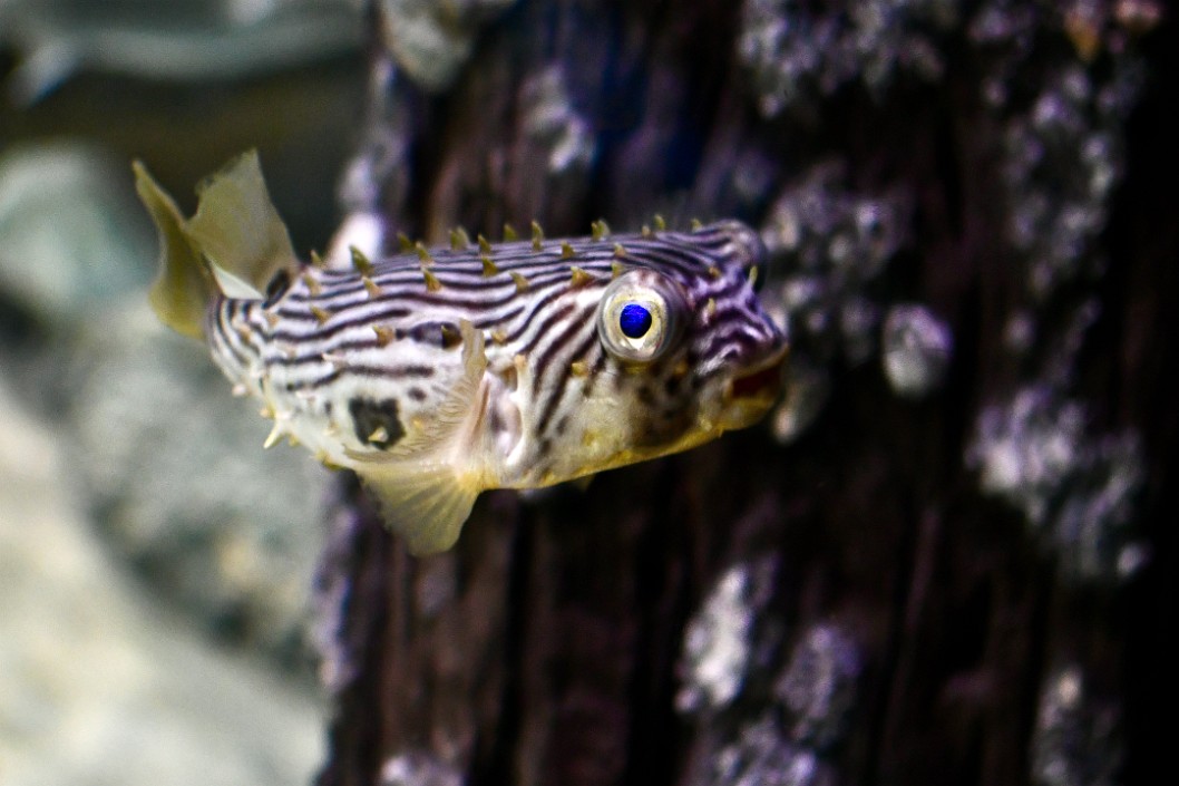 Striped Burrfish Swimming By