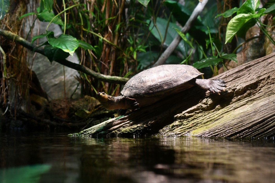 Yellow-Spotted Amazon River Turtle Outside of the Water