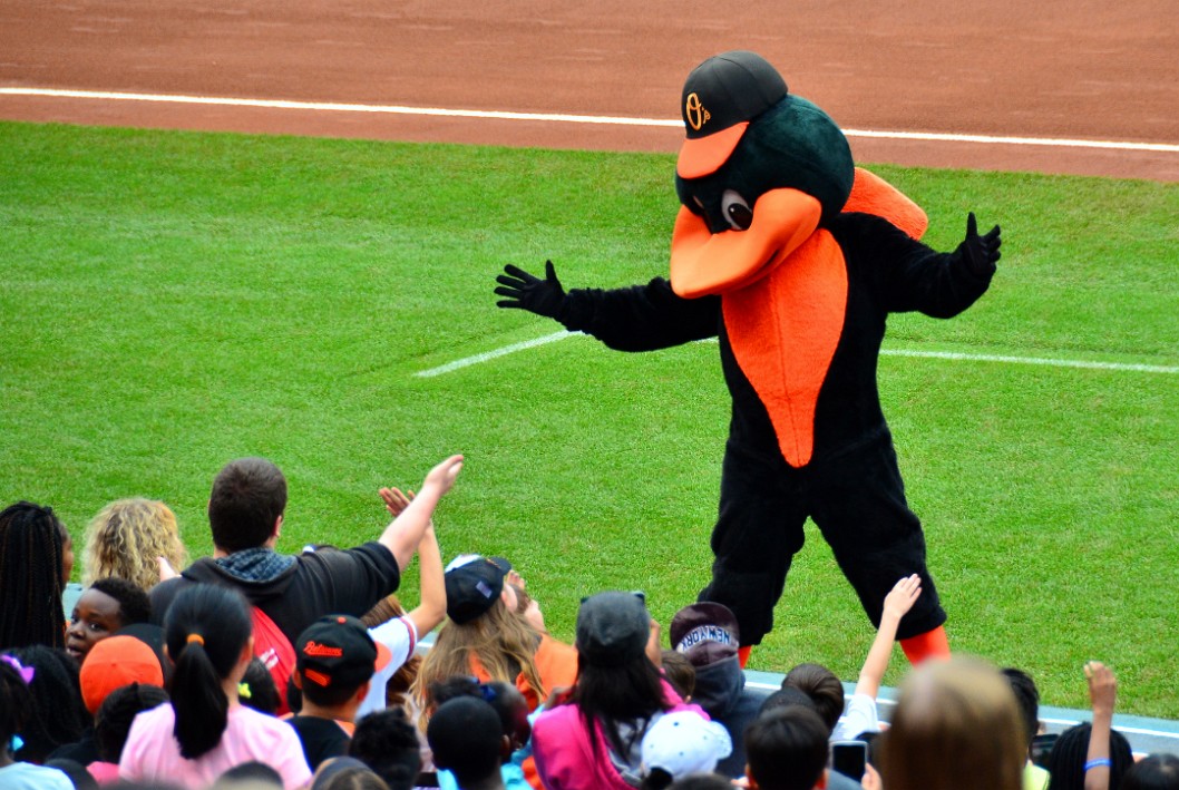 Reaching Out to the Oriole Bird Reaching Out to the Oriole Bird