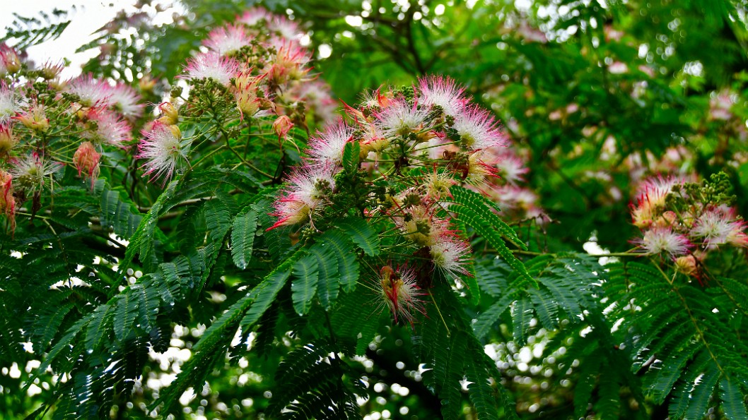 Persian Silk Tree in Glorious Bloom