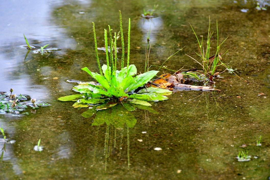 Reflected Growth