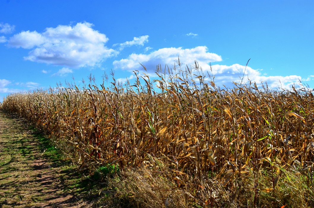 Field of Waving Corn Stalks Field of Waving Corn Stalks