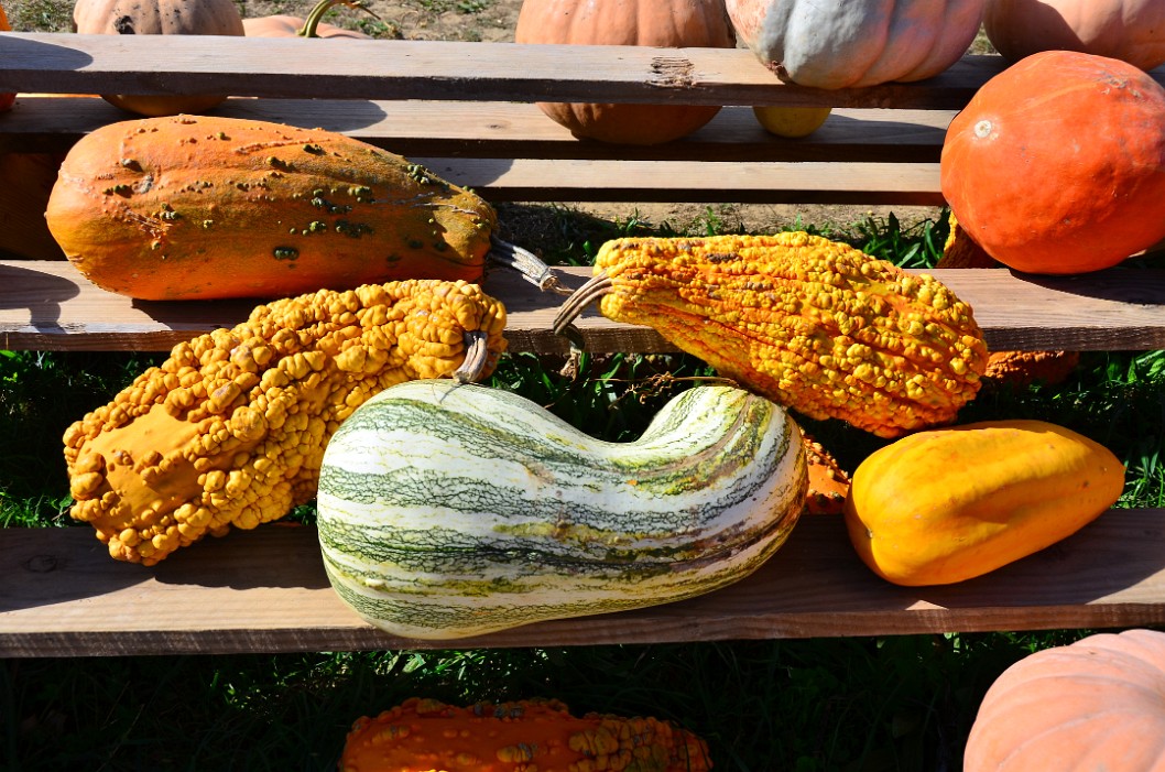 Layers of Gourds Layers of Gourds