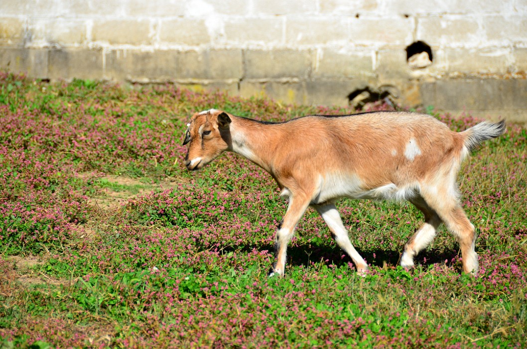 Little Goat Strut Little Goat Strut
