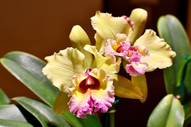 Maryland Orchid Society