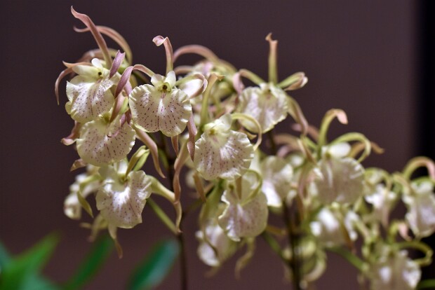 Maryland Orchid Society